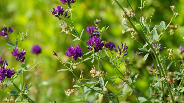 Erba medica come parte di Traugel